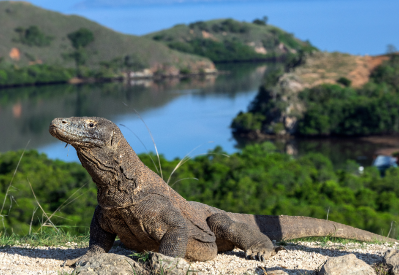 5 Days Glimpse of Labuan Bajo & Jakarta