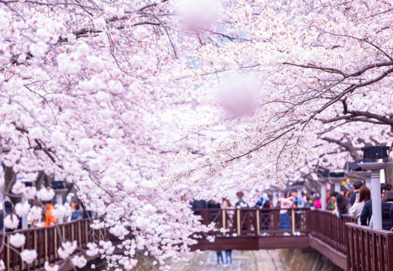 8 Days Korea Cherry Blossom