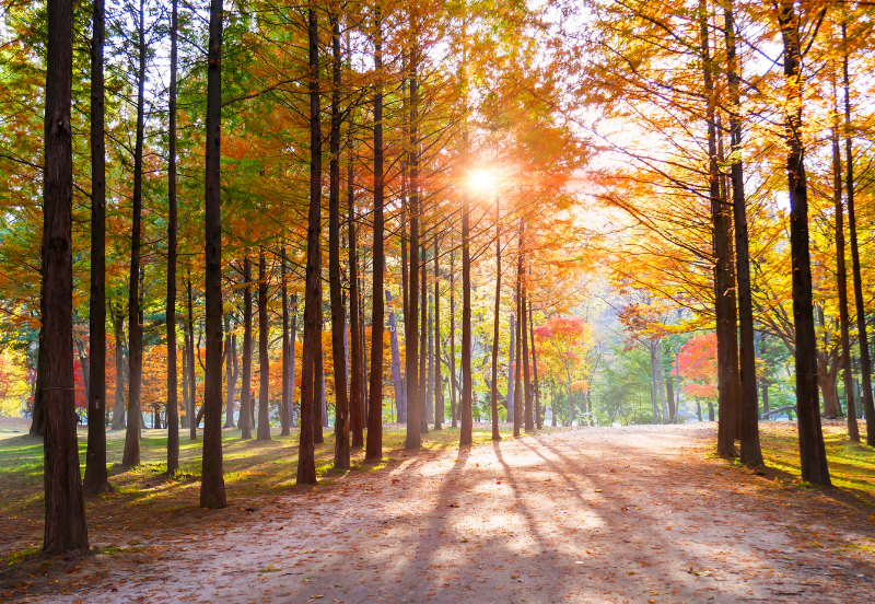 8 Days Autumn in Korea