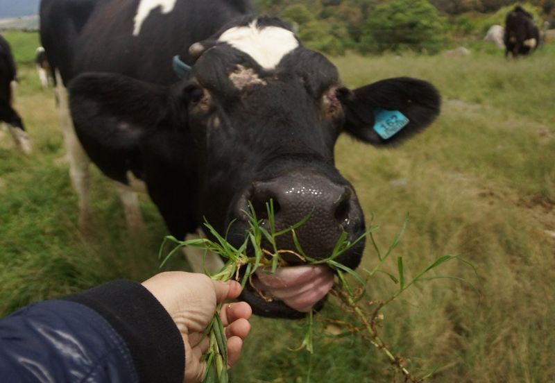 4 Days Kota Kinabalu & Kundasang