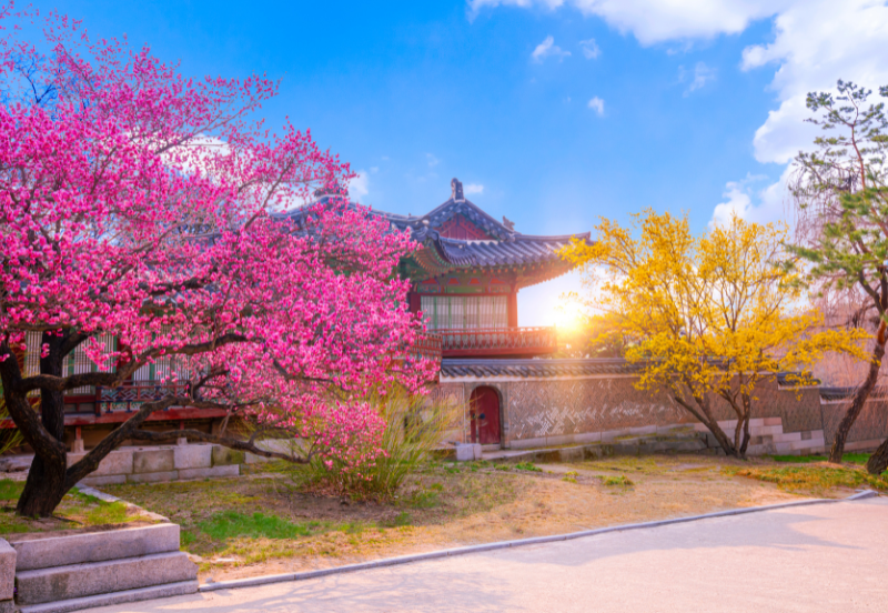 8 Days Flowers of Korea